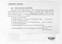 Erysiphe penicillata image